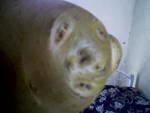هذه صورة لبطاطس وجدة ضمن خضار تم شراءه من السوق المركزي الخرطوم يناير 2007 وكما هو واضح انها بشكل او صورة حيوان اقرب لوجه كلب  ولله في خلقة شئوون